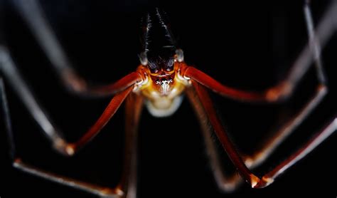 The underground world of spiders - Australian Geographic