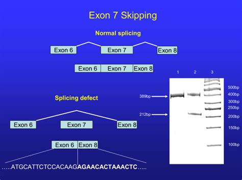 Normal splicing of exon 7 is illustrated in the top portion of the... | Download Scientific Diagram