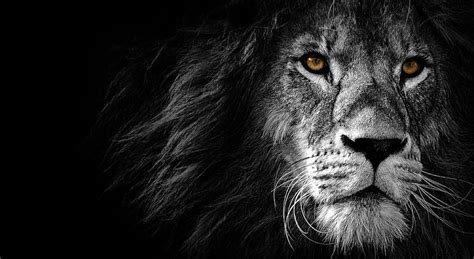 4K Free download | Black Lion HD wallpaper | Pxfuel