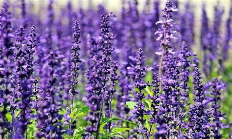 Cuidados de la Lavanda: la planta aromática por excelencia - Jardineria ...