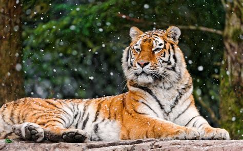 Siberian Tiger Wallpapers (59+ images)