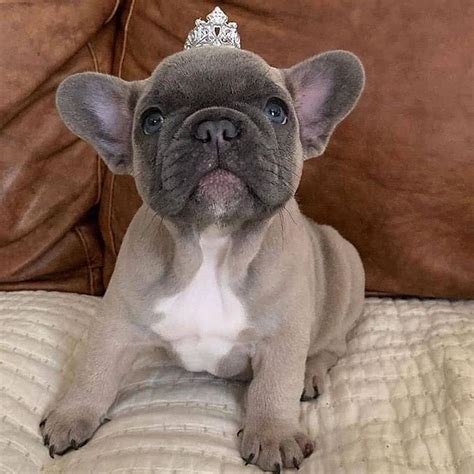 14 Facts About French Bulldogs That Will Make You Smile | PetPress