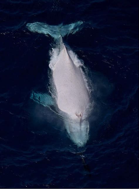 This is Migaloo the albino Humpback Whale #nature #Photography #Makeup ...