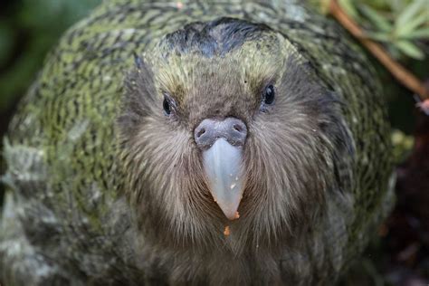 The peculiar New Zealand Kākāpō parrot | WorkingAbroad