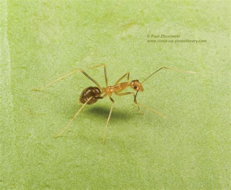 Yellow crazy ant (Anoplolepis gracilipes)