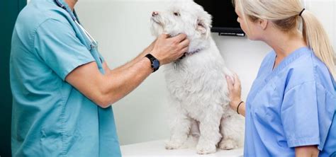 Pet Dermatology - Richmond, TX Vet | Kindred Care Pet Hospital