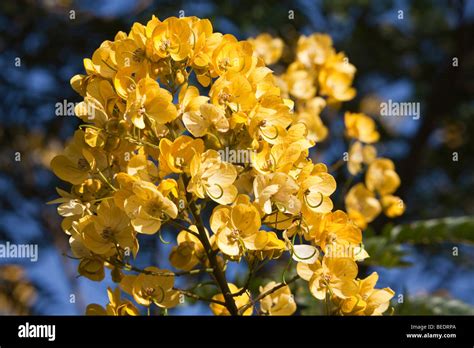 Acacia tree flowers Stock Photo - Alamy