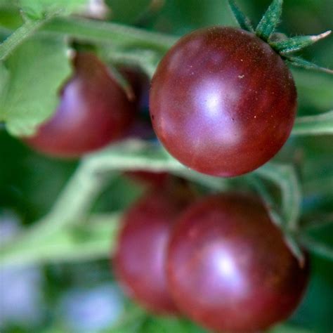 Black Cherry Tomato – Mary's Heirloom Seeds