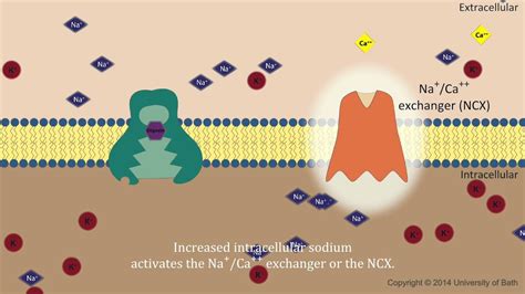 Digoxin - mechanism of action - YouTube