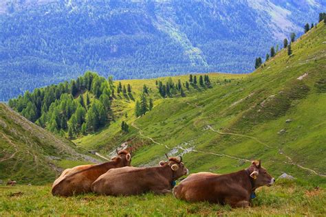 Cow Swiss Alps · Free photo on Pixabay