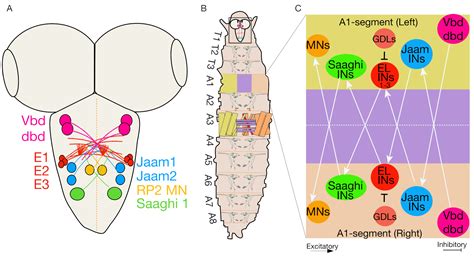 Drosophila Larvae Anatomy