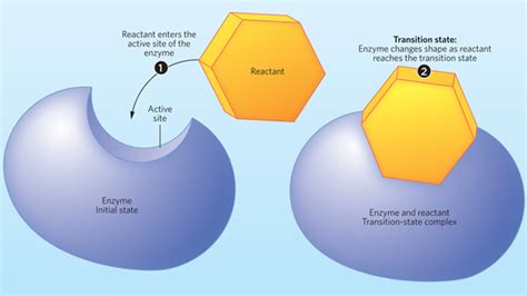 Designing Transition-State Inhibitors | The Scientist Magazine®