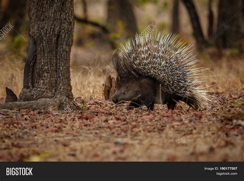 Porcupine Nature Image & Photo (Free Trial) | Bigstock