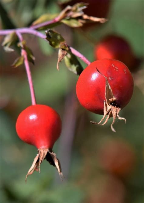 PlantFiles Pictures: Species Rose, California Wild Rose (Rosa ...