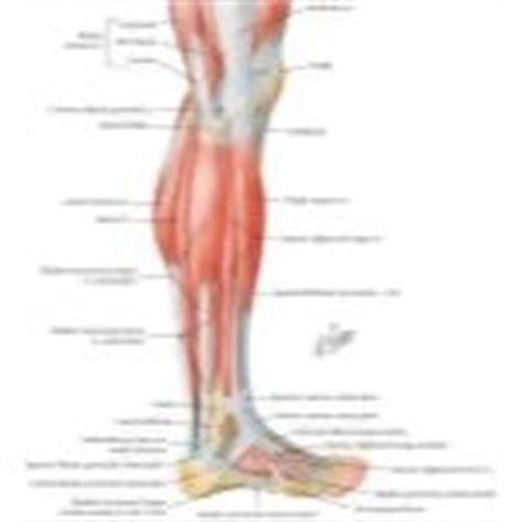 lateral lower leg muscle anatomy
