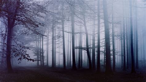 23 Foggy Forest Wallpapers - Wallpaperboat