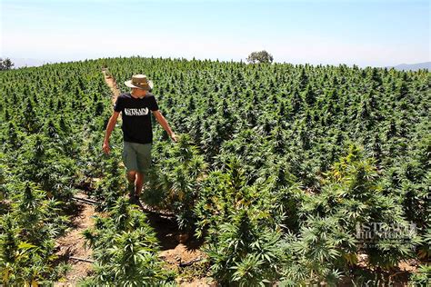 This is What You Need to Harvest Marijuana Outdoors | Marijuana.TM - Cannabis News