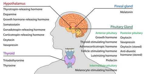 PINEAL GLAND - HORMONES, FUNCTIONS AND DISORDERS - UMADEV INFOPEDIA