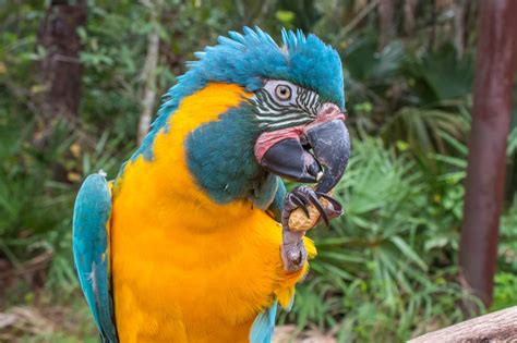 Blue-Throated Macaw | Brevard Zoo Animals