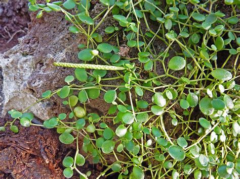 Peperomia Hope: How to Care and Grow the Hope Plant