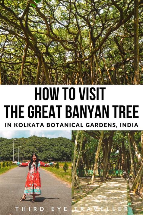 The Great Banyan Tree & 8 Important Tips For Visiting Kolkata Botanical Gardens