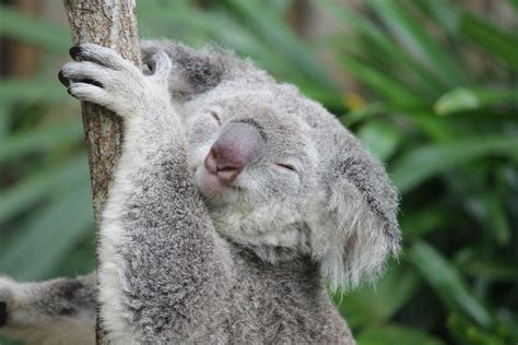 Happy! | Cuddly animals, Cute animals, Koala marsupial