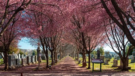 Visiting Congressional Cemetery in Washington DC (Photos)