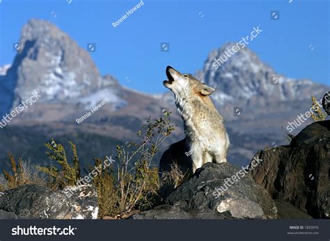 Howling Gray Wolf Stock Photo (Edit Now) 1893976