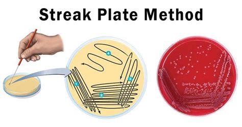 General Methods of Microbial Isolation : Plantlet