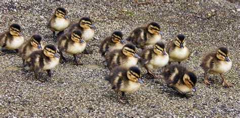 Baby Ducks