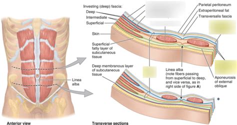 Rectus sheath Diagram | Quizlet