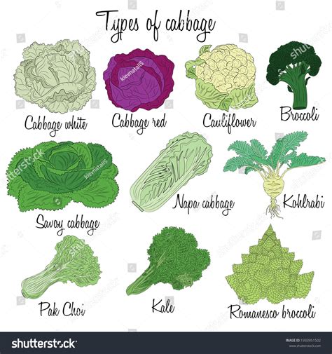 Cabbage-varieties Images, Stock Photos & Vectors | Shutterstock