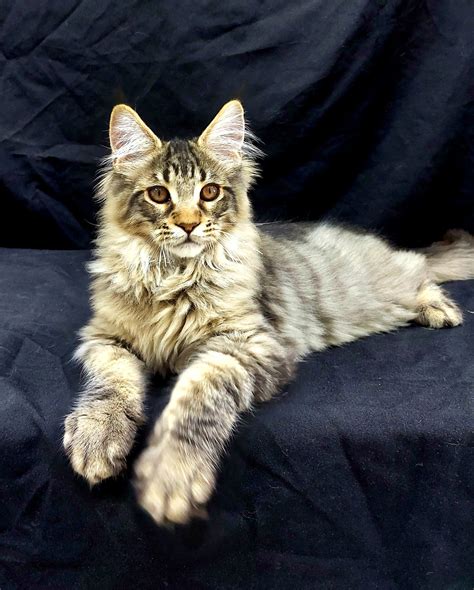 Maine Coon Male Kitten — Furs & Feathers Pets