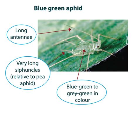 Bluegreen aphid characteristics – Cesar Australia