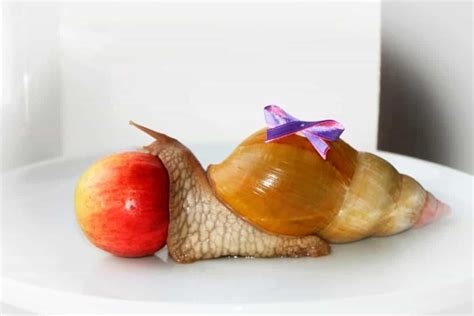 Giant African Land Snails – Detailed Guide: Care, Diet and Breeding | Shrimp and Snail Breeder ...