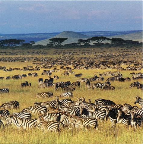 UNESCO-gforpcrossing: Tanzania - Serengeti National Park