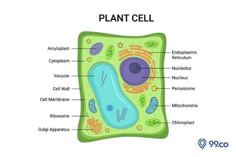 Mengenal Struktur Sel Tumbuhan dan Fungsinya