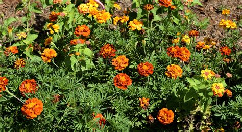 Marigold Flowers Free Stock Photo - Public Domain Pictures