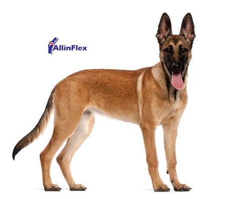 The function of Chondroitin and Glucosamine in a Dog's body | AllinFlex NZ – Joint Supplements ...