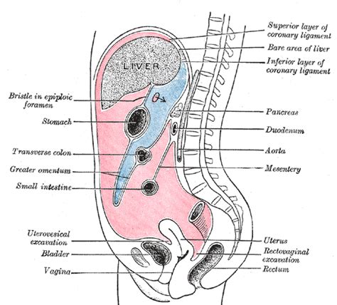 Uterus Ligaments