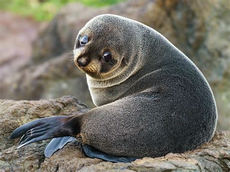 Cute Seal Pup Photograph by Joshua Wood | Pixels