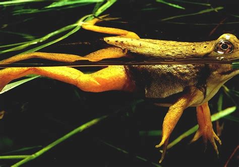 American Bullfrog - American Bullfrog Diet