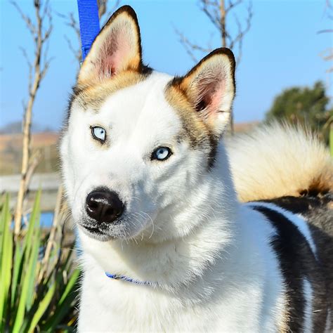 Piebald Siberian Husky Puppies