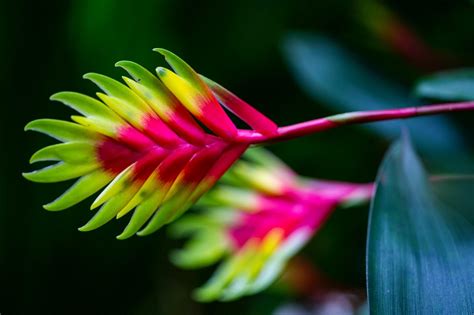 17 Most Popular Types of Bromeliad Plants - Petal Republic