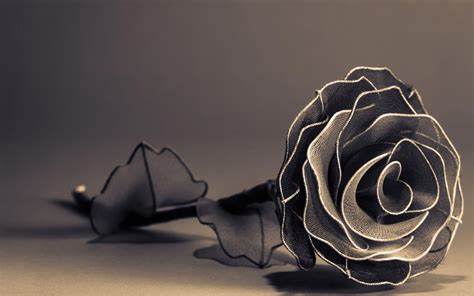 Black And White Rose Wallpapers - Wallpaper Cave