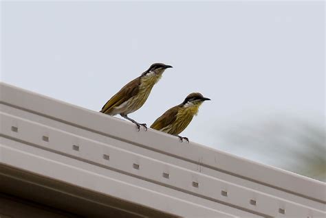 Varied Honeyeater pair - ZooChat