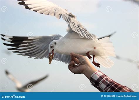 Seagull Eating Stock Images - 1,345 Photos