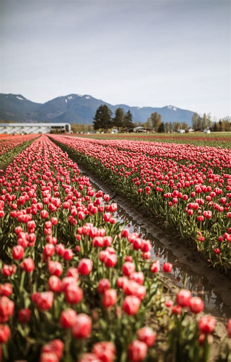 Millions of tulips have burst into colour at this Chilliwack festival ...