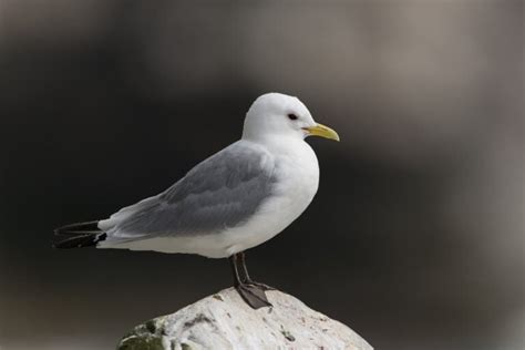 30 Types of Seagulls: A Fascinating Look at Their Diversity