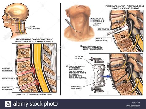 Pin on Medicine-Anatomy